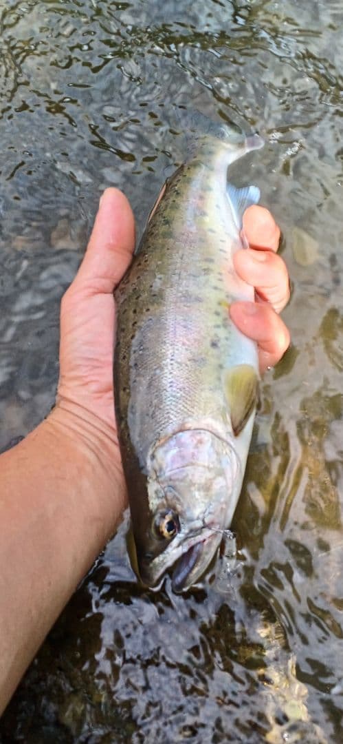 ルビアス　FC　LT2000S-XH