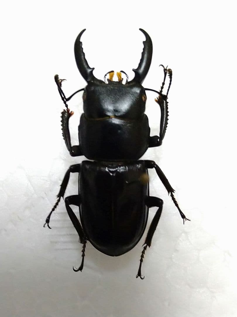 チョウセンヒラタクワガタ標本