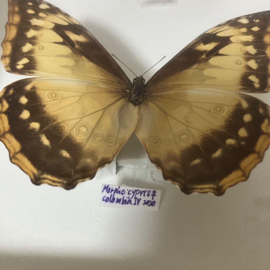 （稀）美麗キプリスモルフォペアー