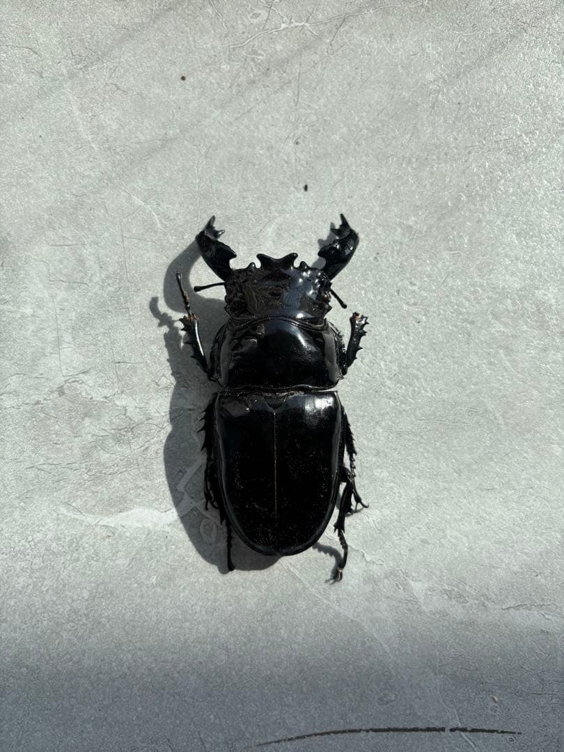 【人気大型種】　タランドゥスオオツヤツヤクワガタ　　標本　オス　メス