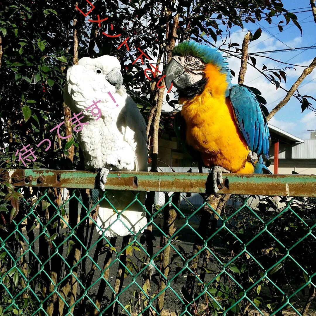 オウムスタンド&止まり木(コメント用)