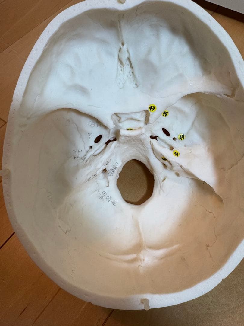 SOMSO頭蓋骨模型 解剖学的マーク付き