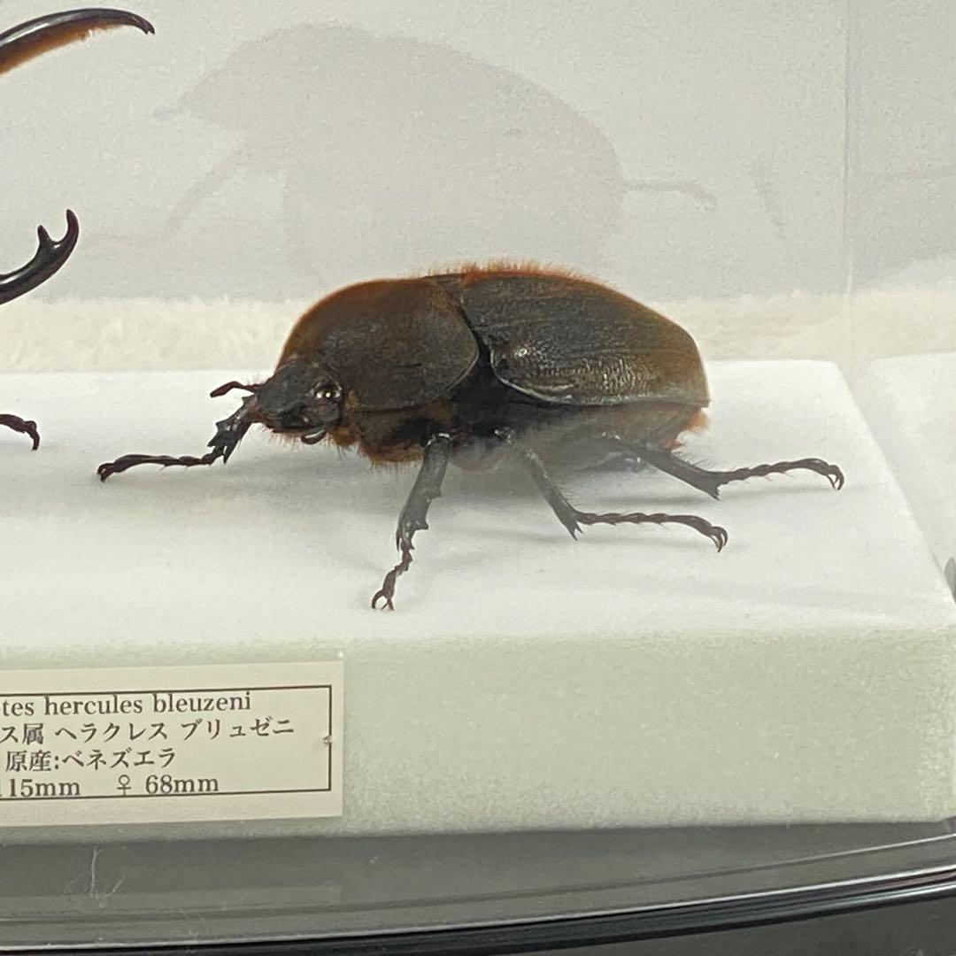 【ペア】ヘラクレスオオカブト（ブリュゼニ）のオブジェ（標本）