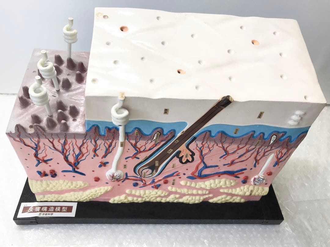 皮膚構造模型　( 株式会社京都科学) ♡