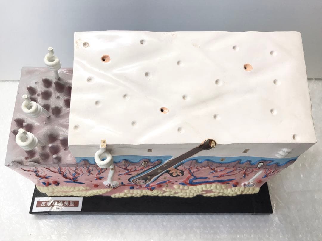 皮膚構造模型　( 株式会社京都科学) ♡