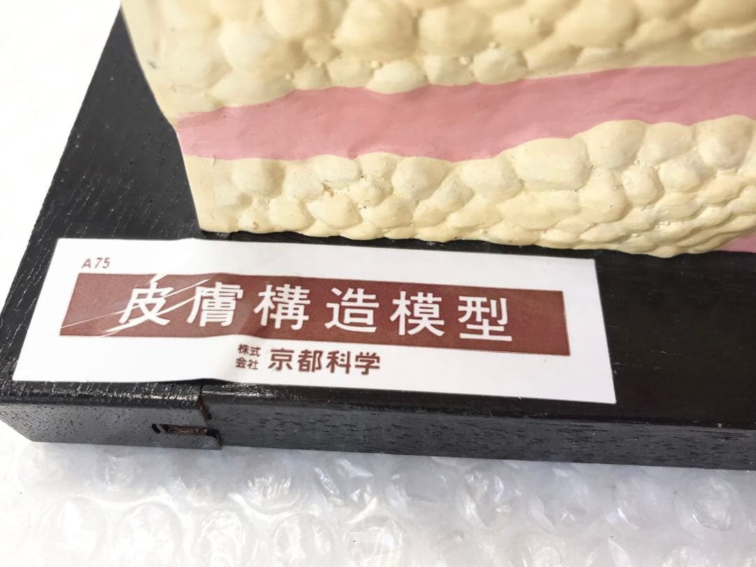 皮膚構造模型　( 株式会社京都科学) ♡