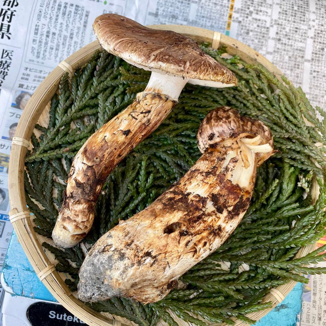 天然きのこ 松茸 国産 マツタケ まつたけ 山形県産 森の凛さん採取 その195