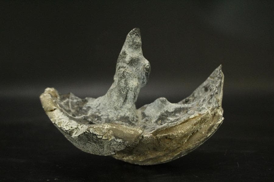 馬蹄石 夕凪観音 石仙 姿石 盆石(A598)