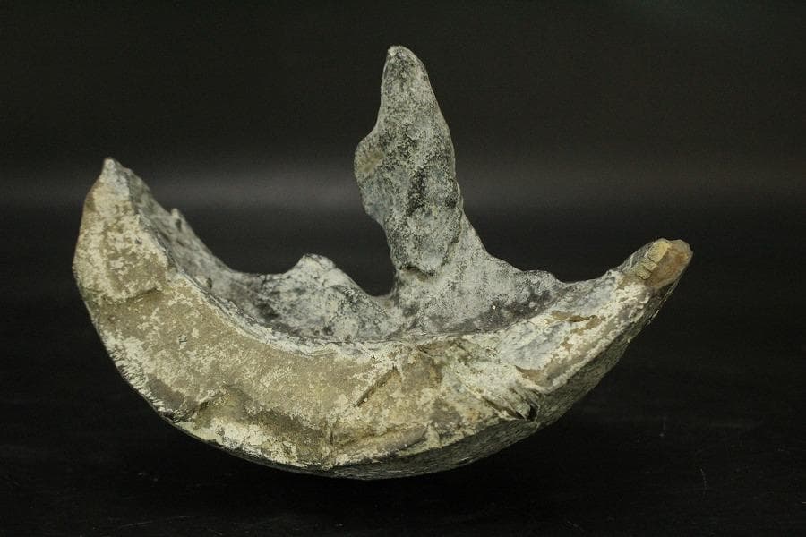 馬蹄石 夕凪観音 石仙 姿石 盆石(A598)