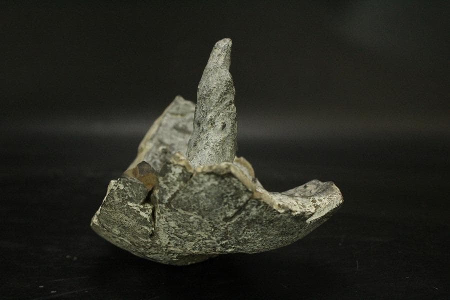 馬蹄石 夕凪観音 石仙 姿石 盆石(A598)