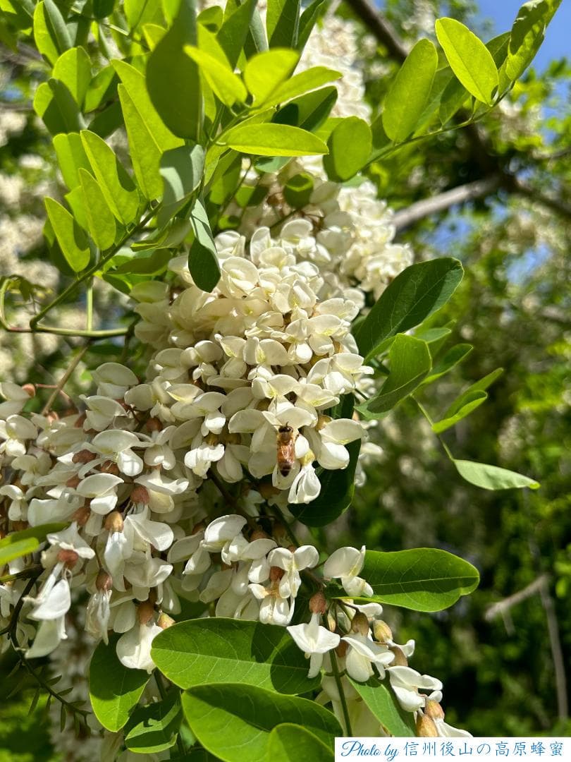 【ゆみ】 長野県産 国産蜂蜜 1000g 3本 生蜂蜜 セイヨウミツバチ
