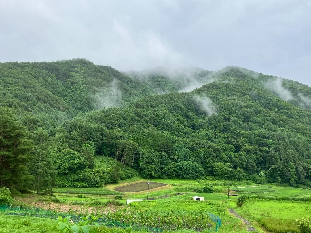 【ゆみ】 長野県産 国産蜂蜜 1000g 3本 生蜂蜜 セイヨウミツバチ
