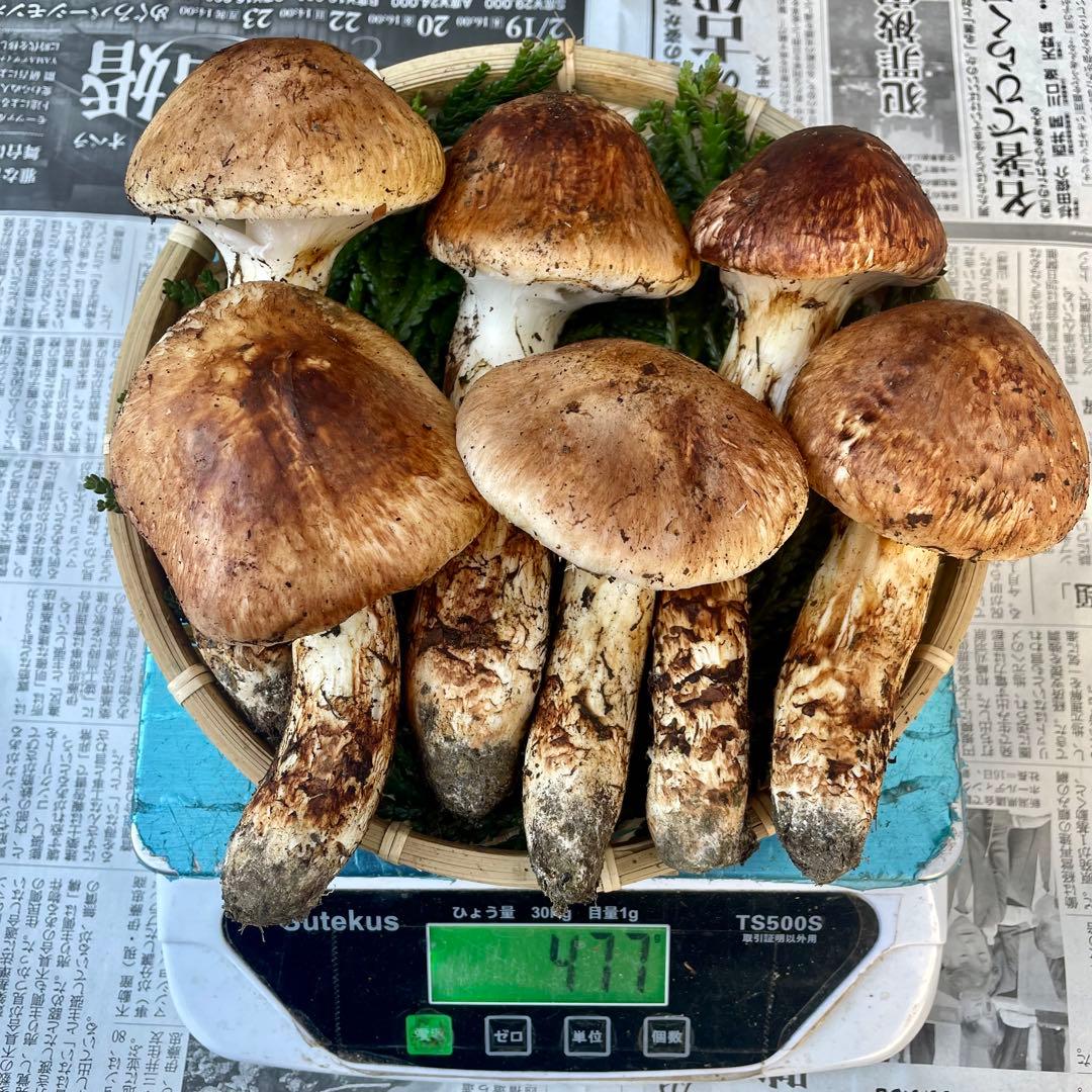 天然きのこ 松茸 国産 良品‼️ マツタケ まつたけ 森の凛さん採取 その156