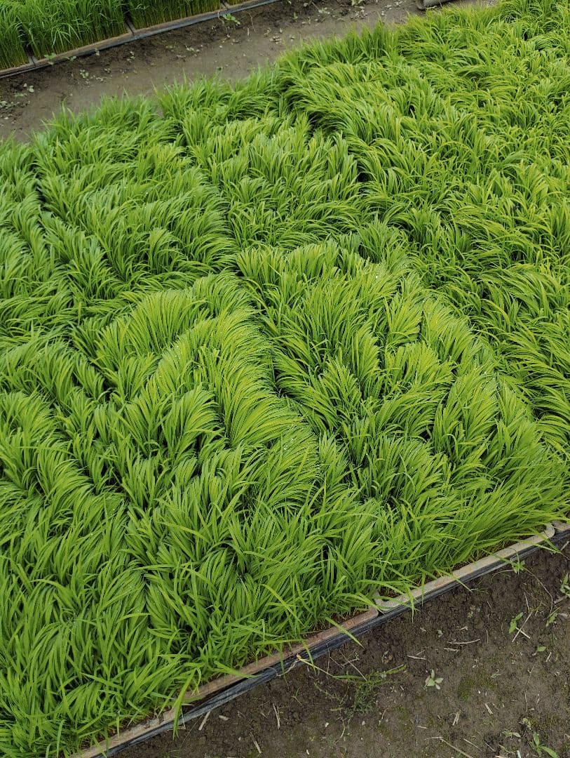 令和6年産　彩のかがやき　白米10キロ②