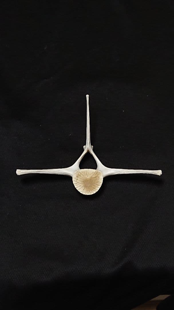 【希少】イルカの骨 美品_7