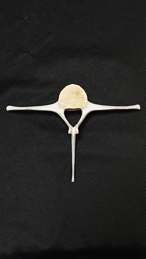 【希少】イルカの骨 美品_7