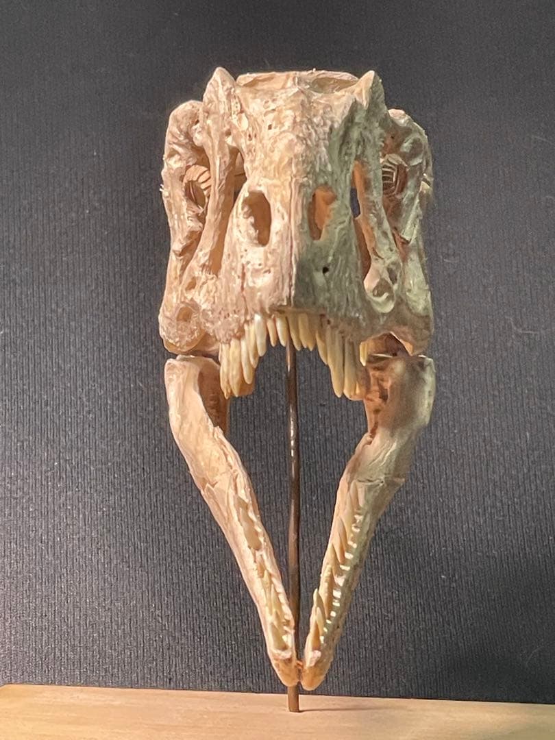 木彫　恐竜　ユウティラヌス　頭骨模型　11cm