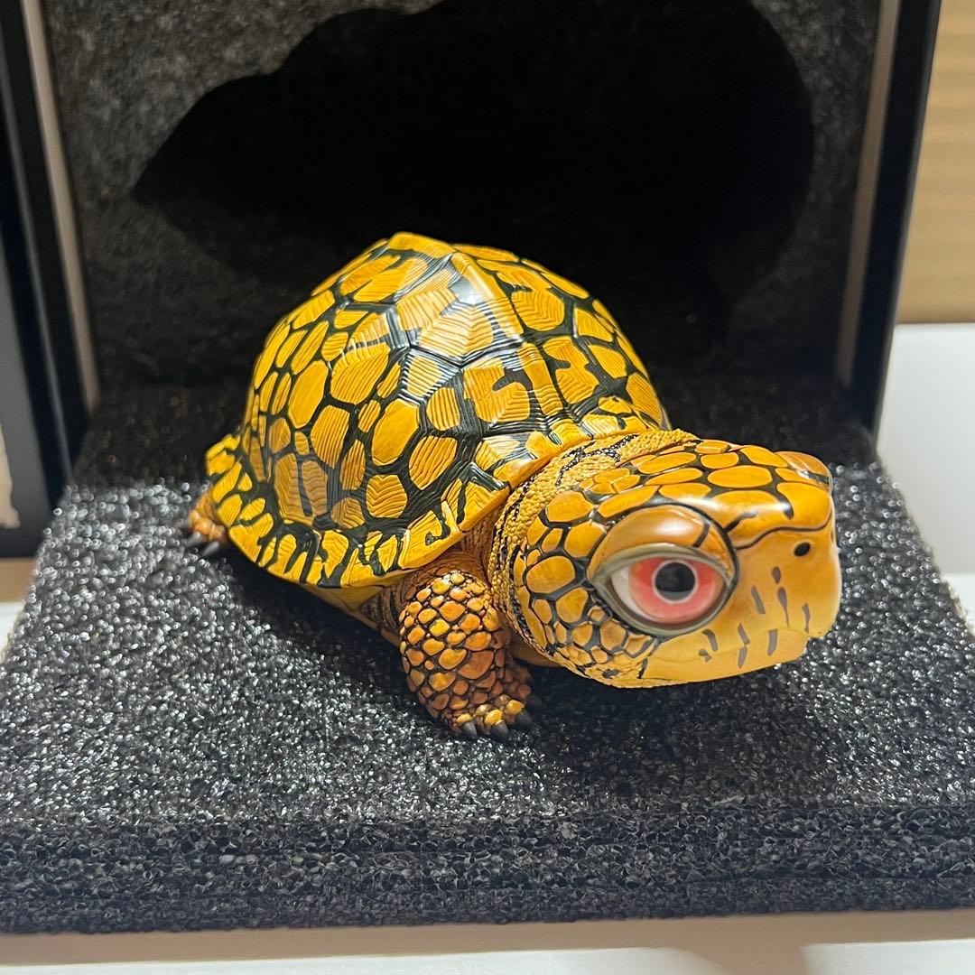 【動物の惑星】LET’S爬体！　トウブハコガメ