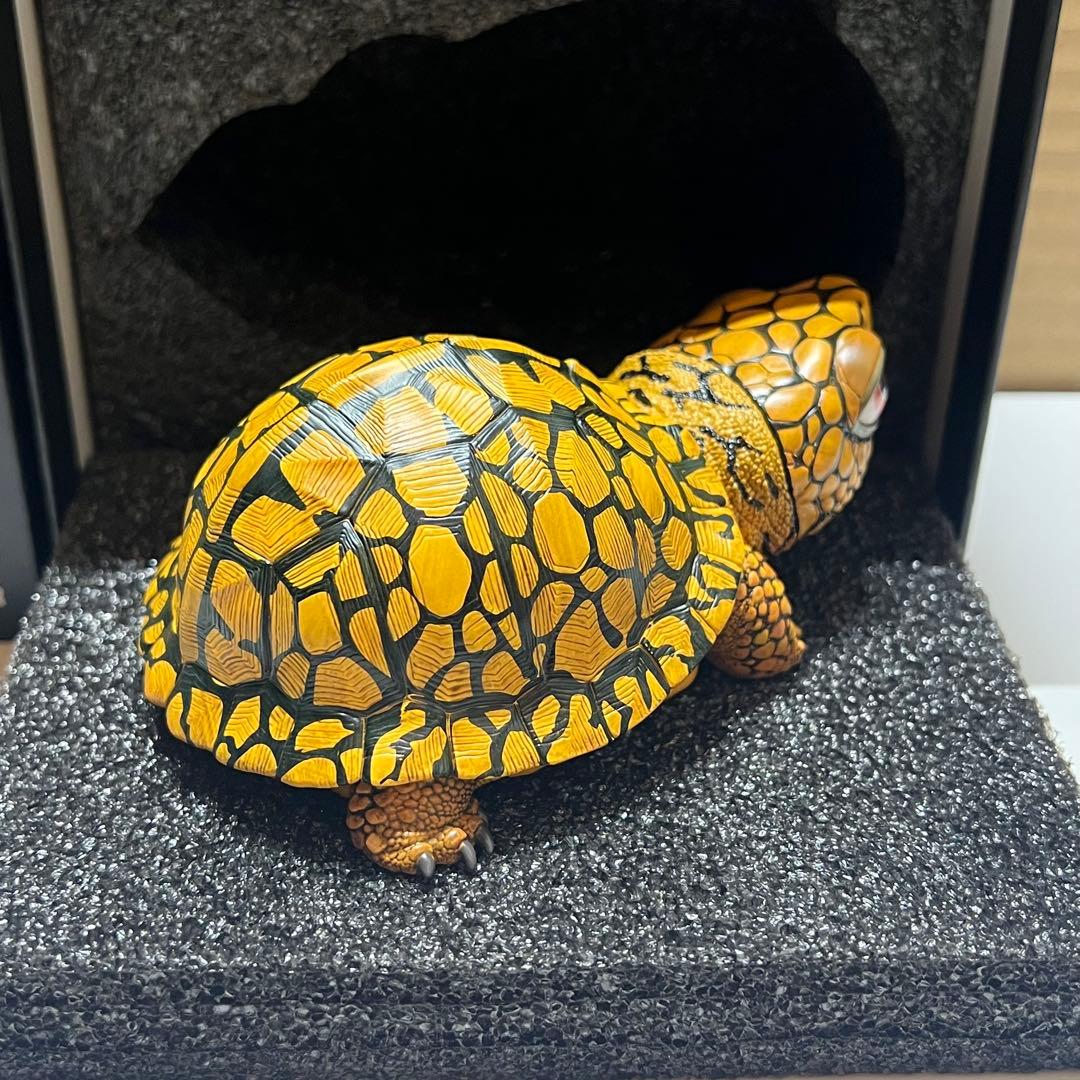 【動物の惑星】LET’S爬体！　トウブハコガメ