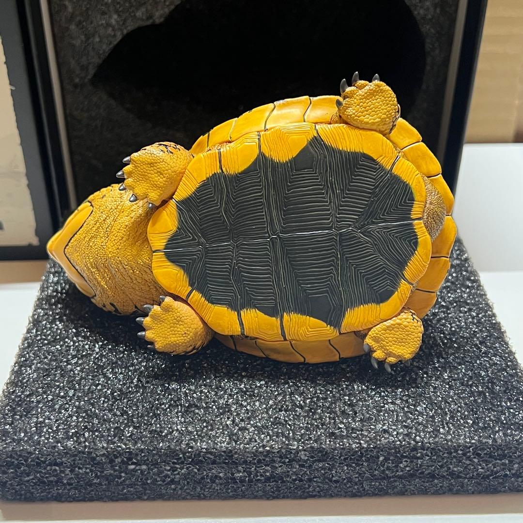 【動物の惑星】LET’S爬体！　トウブハコガメ