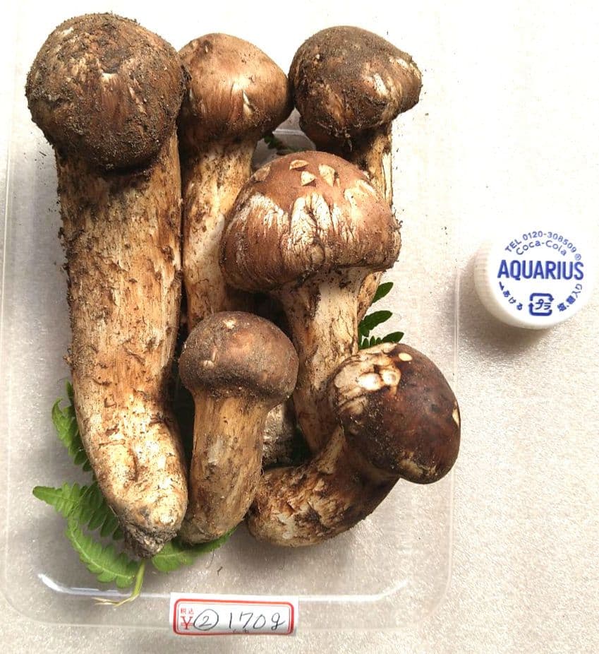 南信州産松茸170g（パック込み）