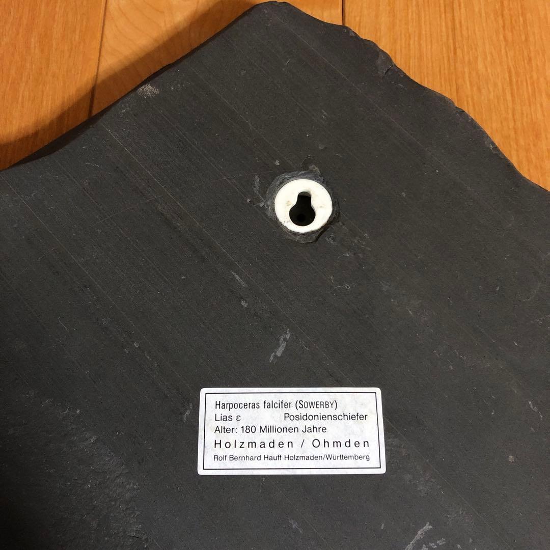 アンモナイト化石