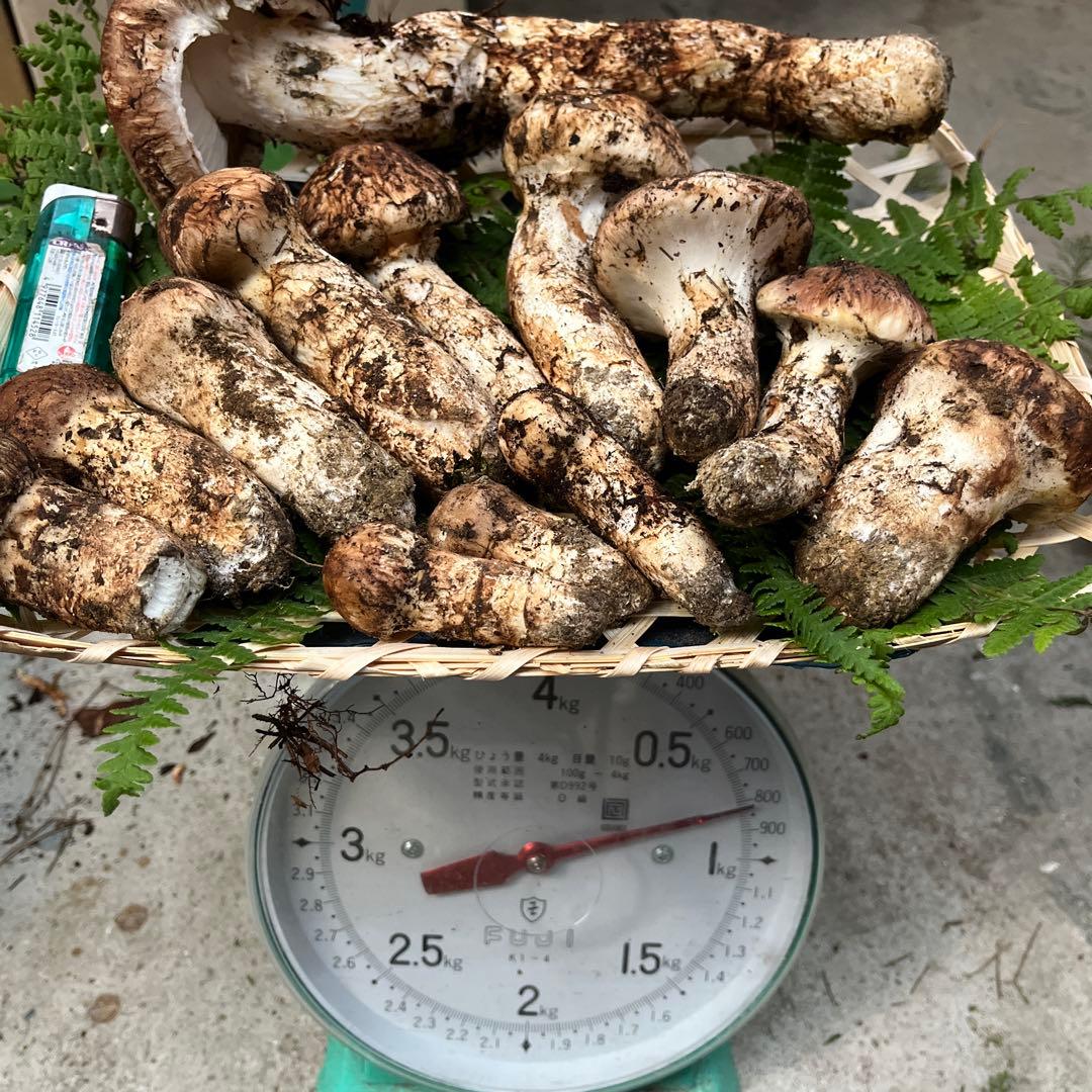 信州産　松茸　約800g 10/25採取