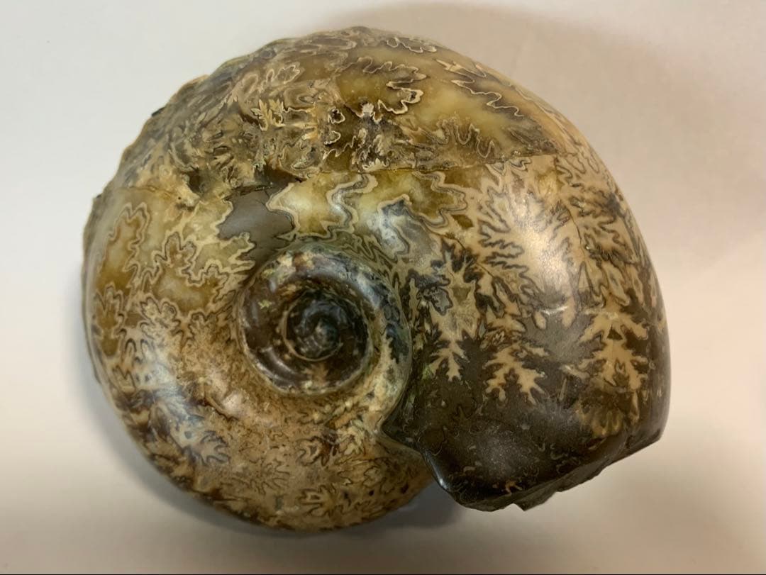 北海道産　ユーパキディスカス　アンモナイト　化石