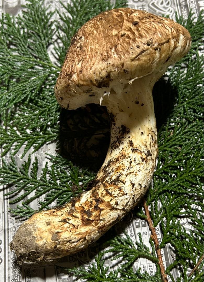 ☆信州産松茸☆今現在約170グラム☆まつたけ☆クール便送料着払い☆国産松茸☆J☆