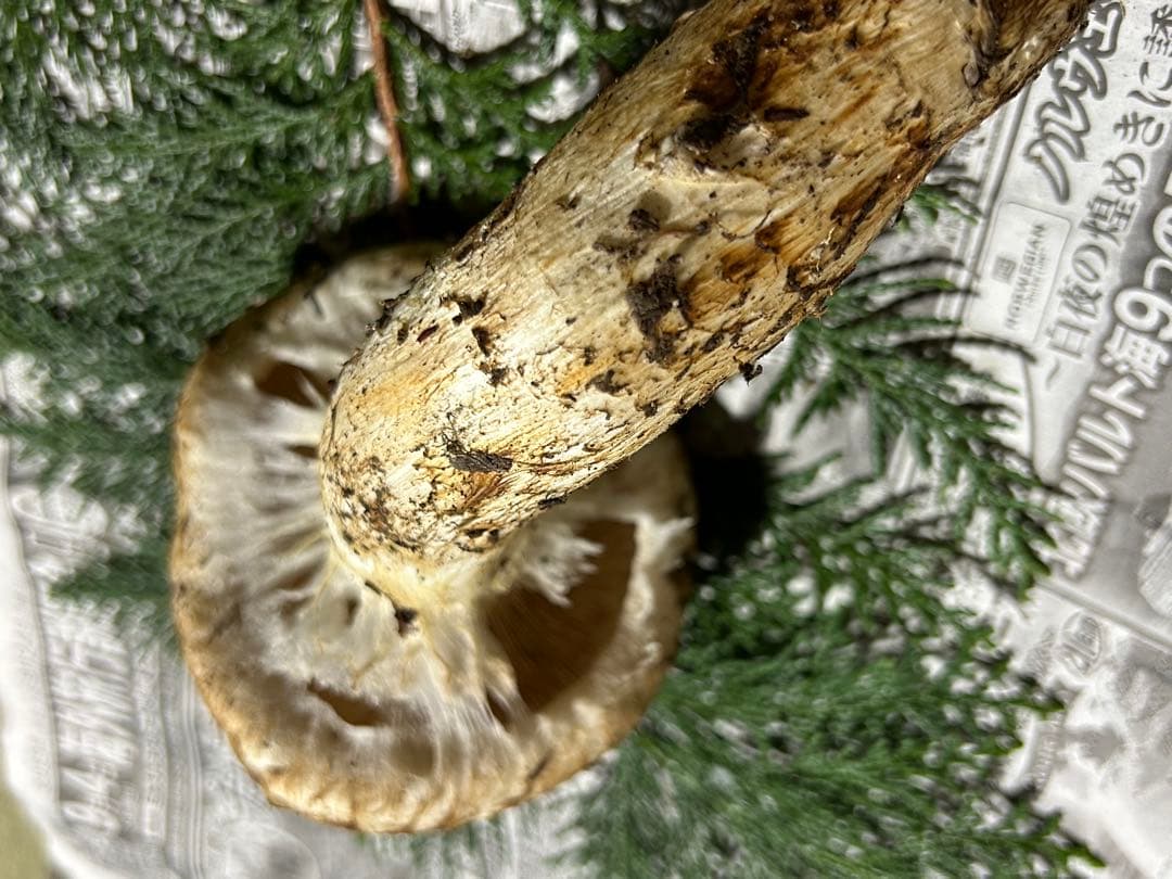 ☆信州産松茸☆今現在約170グラム☆まつたけ☆クール便送料着払い☆国産松茸☆J☆