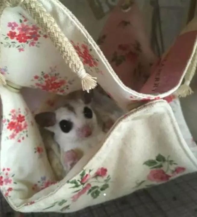 モモンガハウス（迷彩・恐竜柄）春（冬）秋仕様  1850円