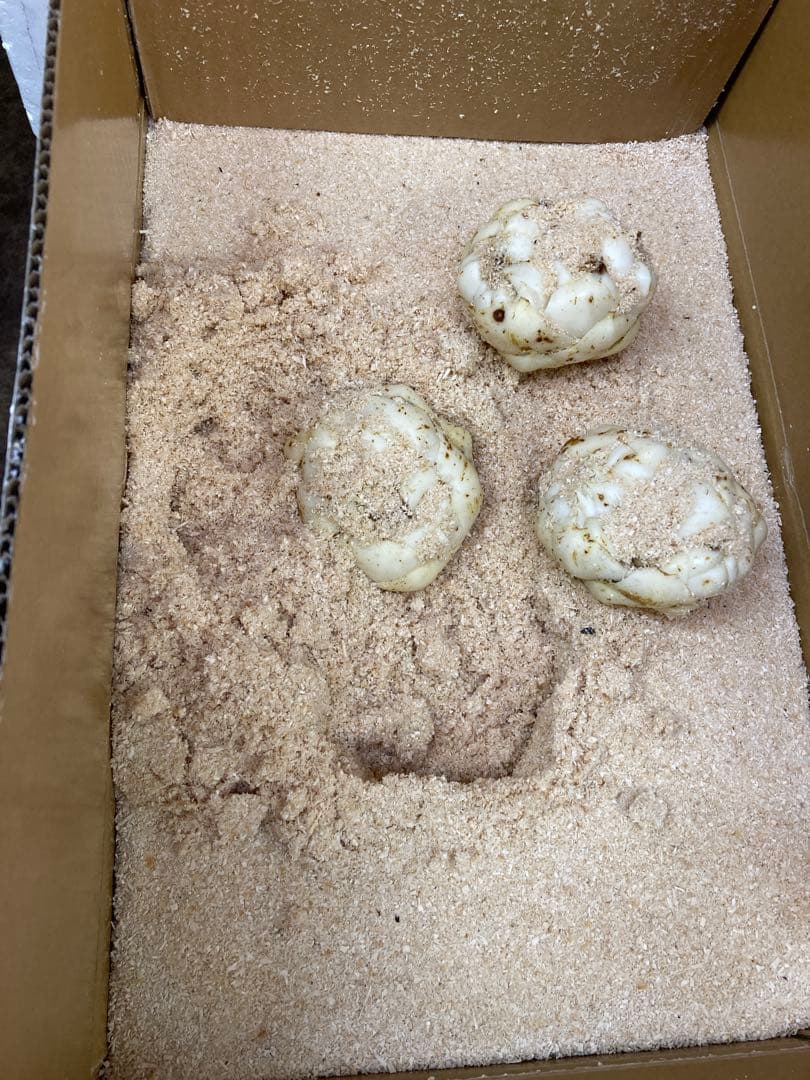 新鮮 ゆり根 百合根　ゆりね 北海道産 ２Lサイズ33個5kg