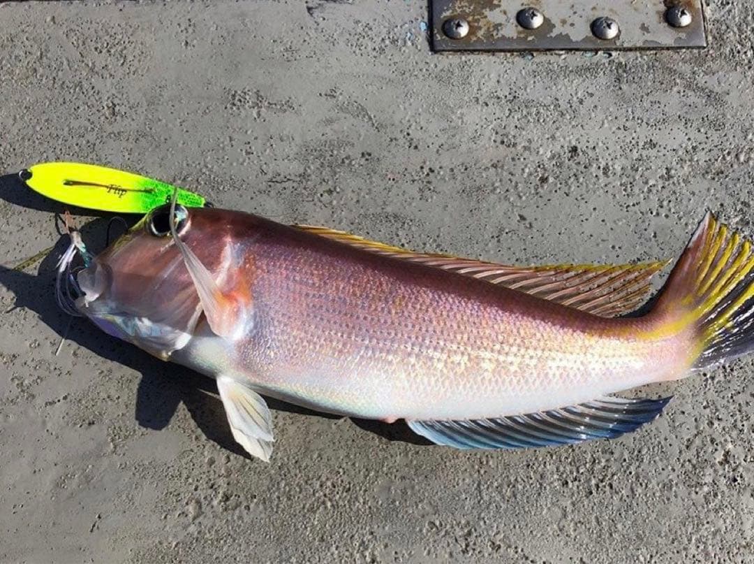 【説明欄必読】10個セット★ ギアラボ　タイラバ　フリップ　マダイ専用