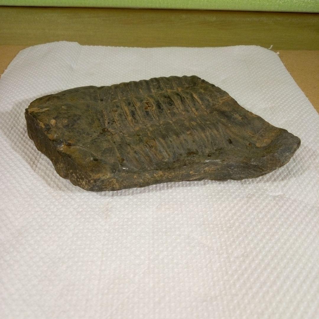 三葉虫　化石　三葉虫化石　究極のレトロ　fossil　大きい　化石管理番号⑱