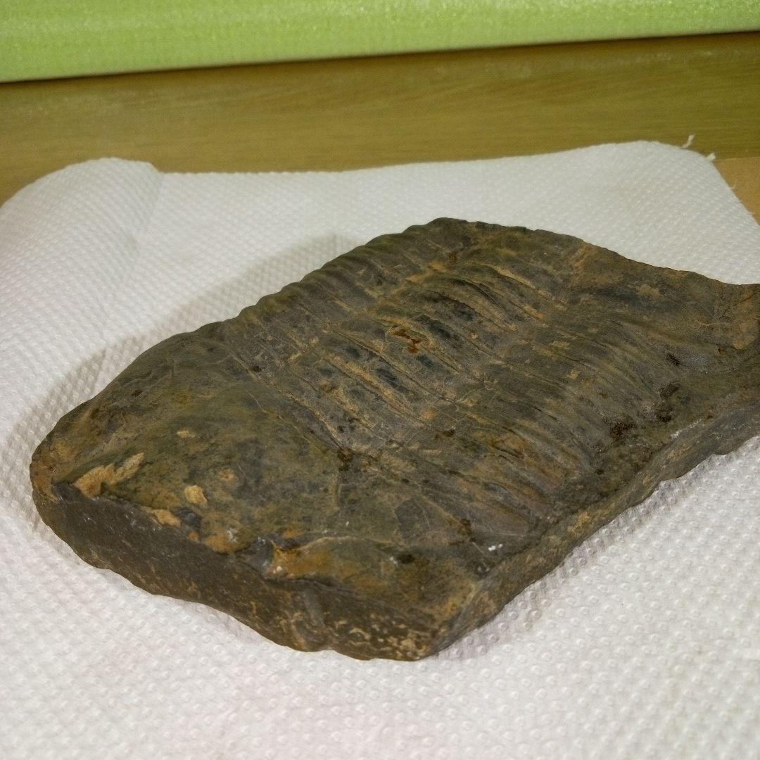 三葉虫　化石　三葉虫化石　究極のレトロ　fossil　大きい　化石管理番号⑱