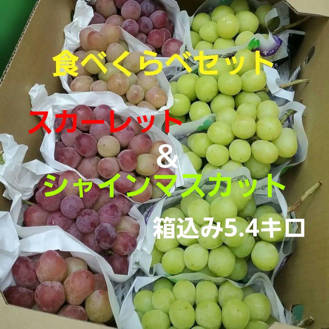 3️⃣ 山梨県産 シャインマスカット＆スカーレット １０房入り 箱込み5.4キロ