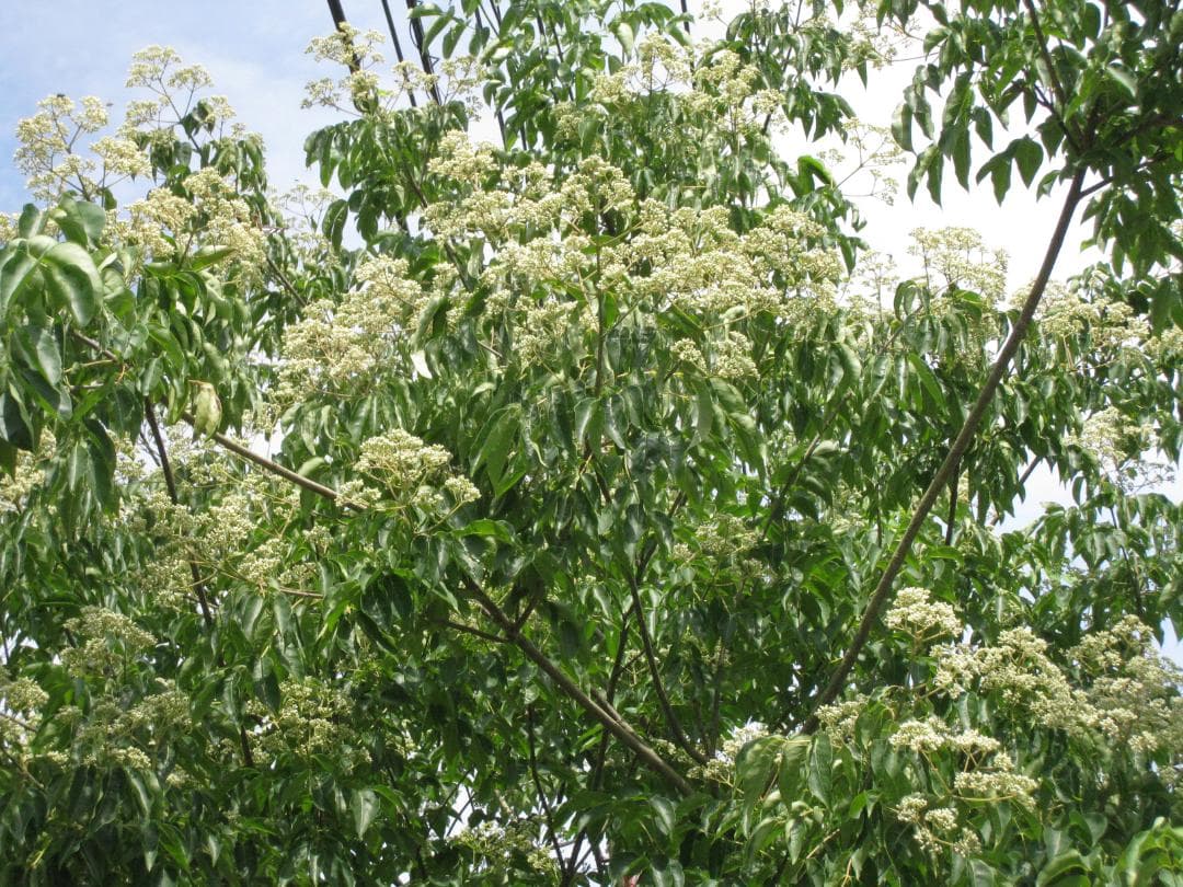 リーさん専用品『100％純粋春蜜４瓶＋秋蜜１瓶セット』