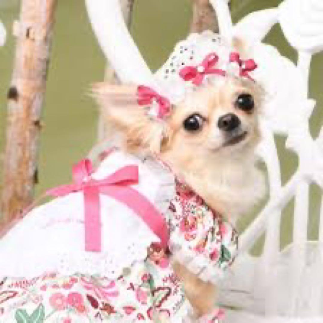 新品 Luxebirdie ミナージュワンピース＋ヘッドドレスセット