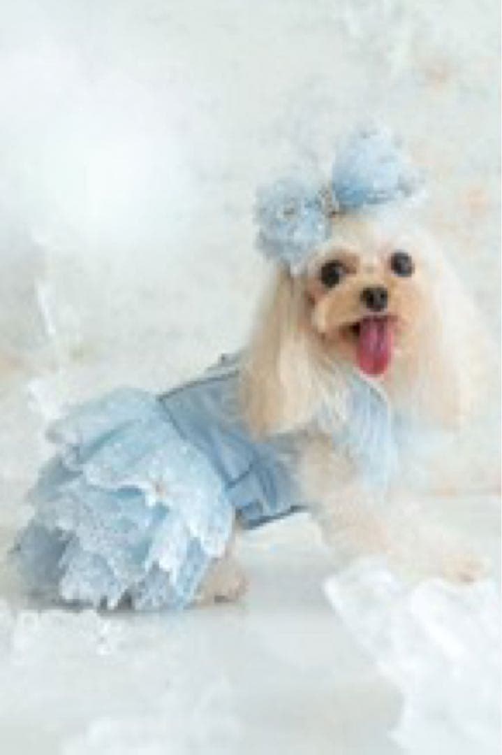 【 Pet a Portre (ペット ア ポルテ) 】水色ドレス リボン付き