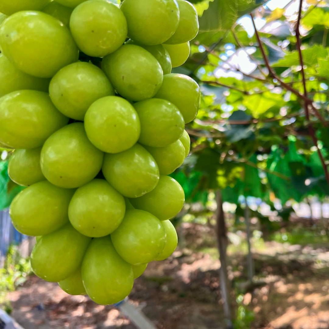 【むぐ】朝採り シャインマスカット 粒約4kg