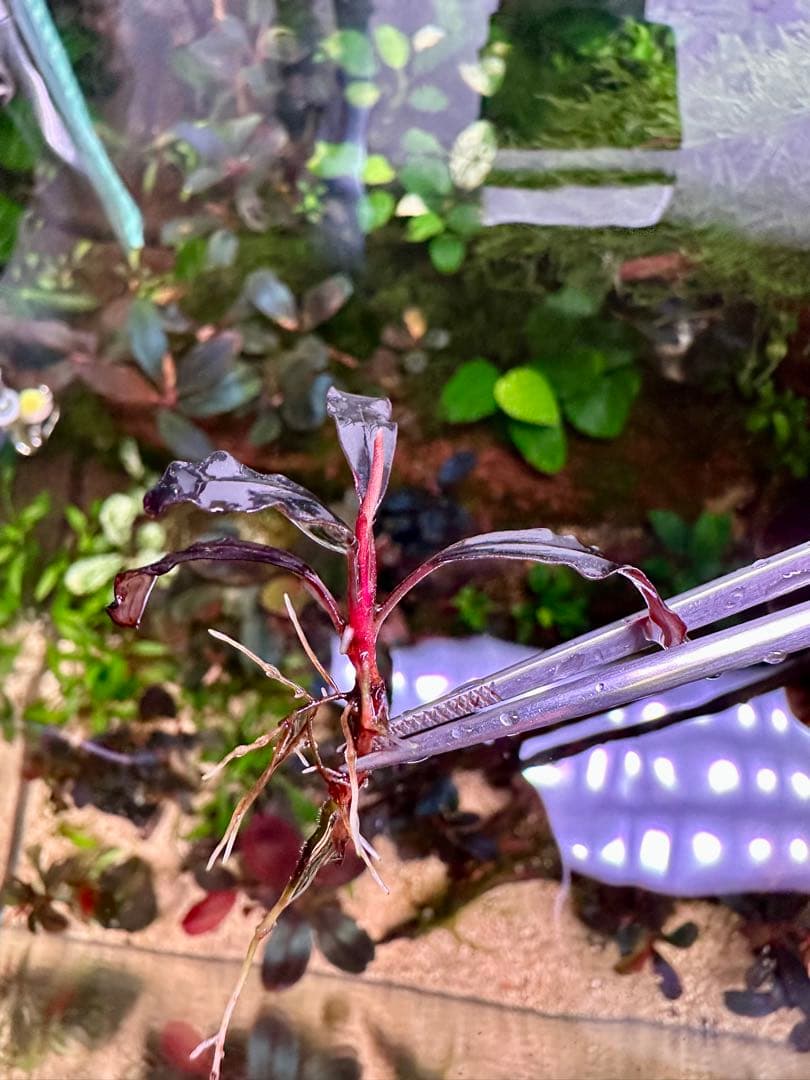 爆睡 sp.ブラウニーゴーストカリマンタン　2株