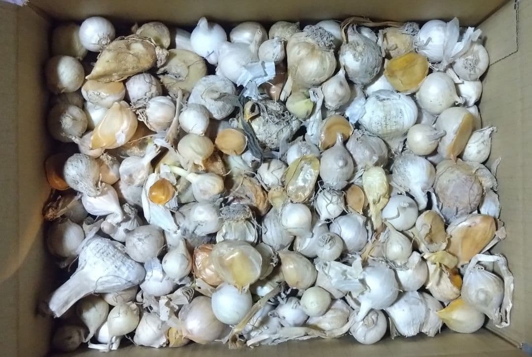 ジャンボにんにく 30kg海月1