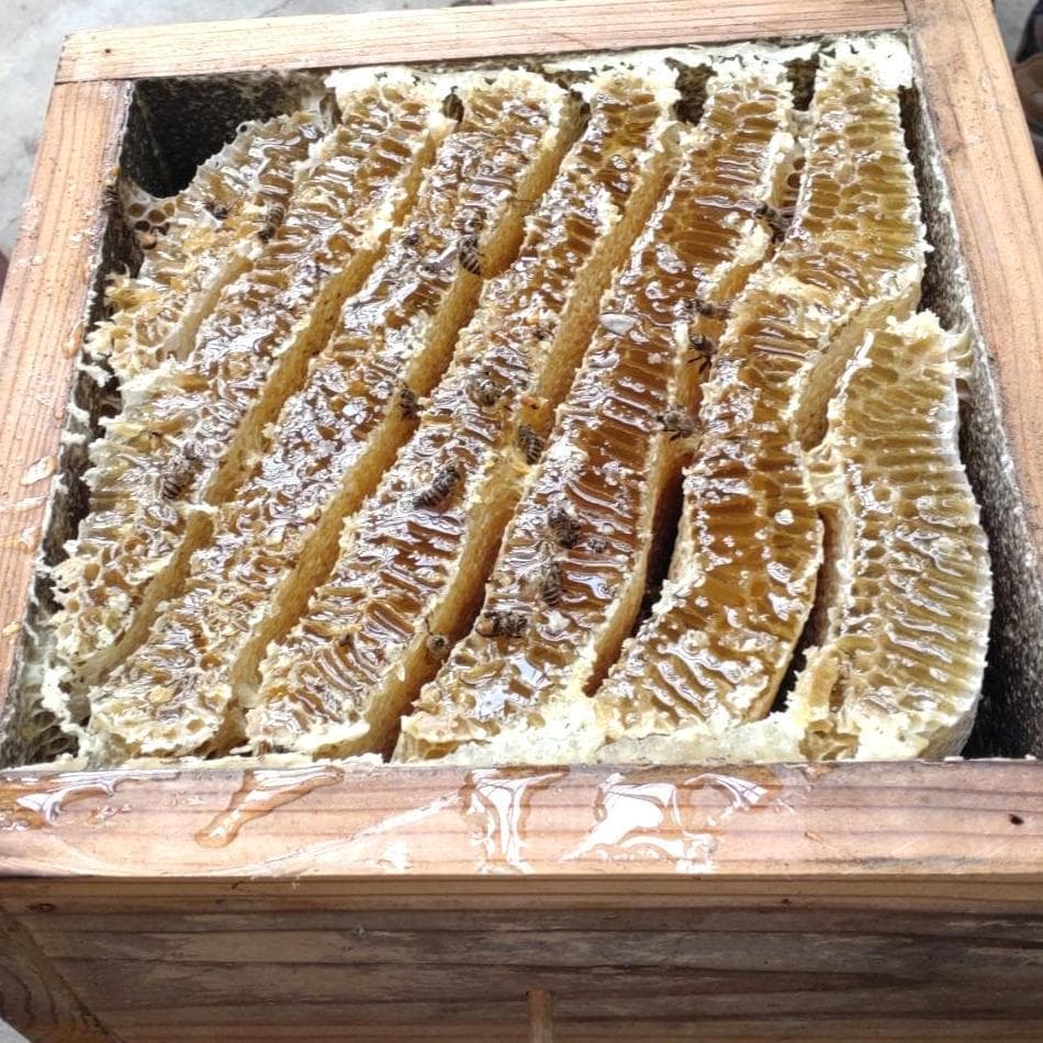 天然 日本みつばち はちみつ 500g×2本 非加熱 百花蜜 生ハチミツ 新蜜