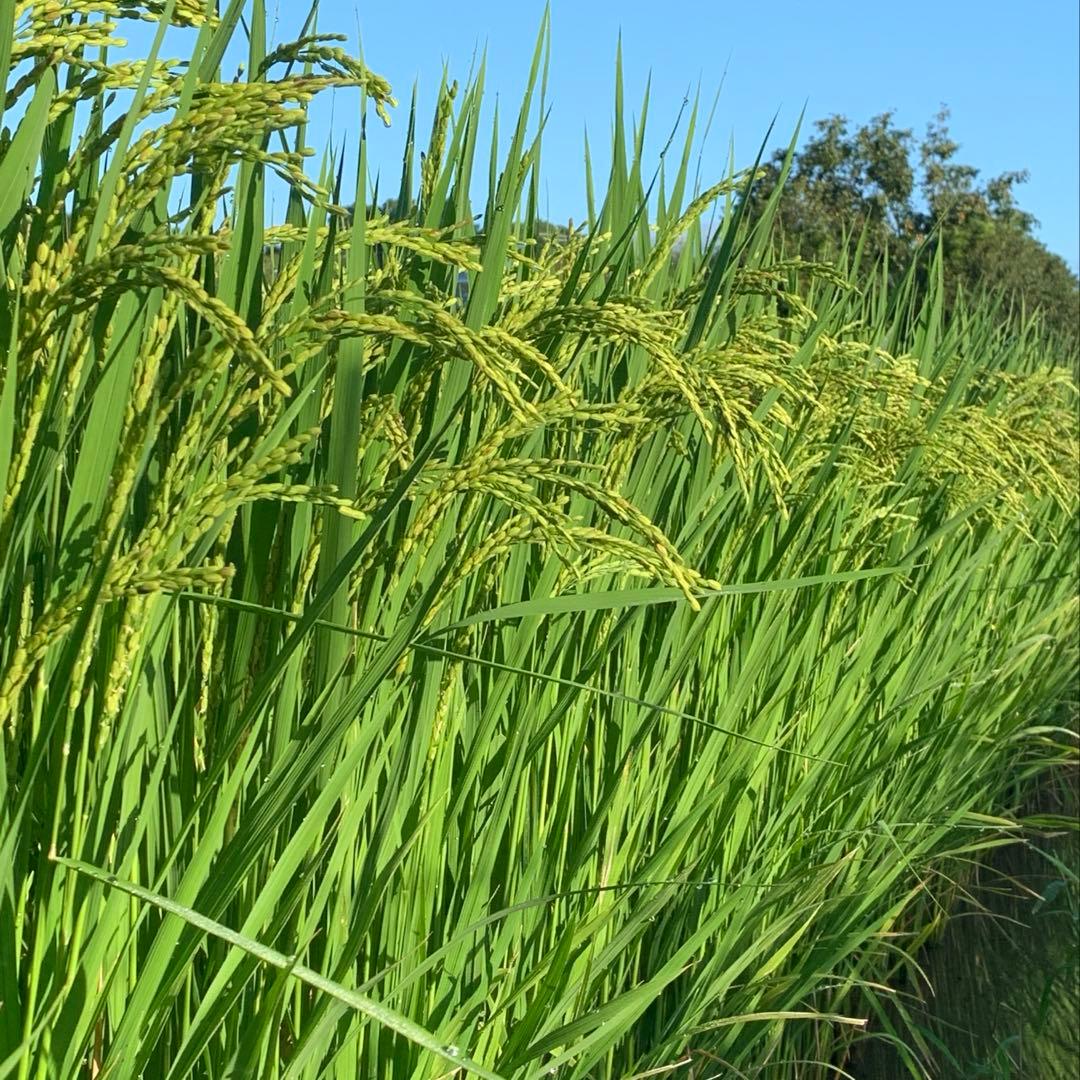 【kijimuna】　熊本県 自然栽培米 ひのひかり 玄米20kg