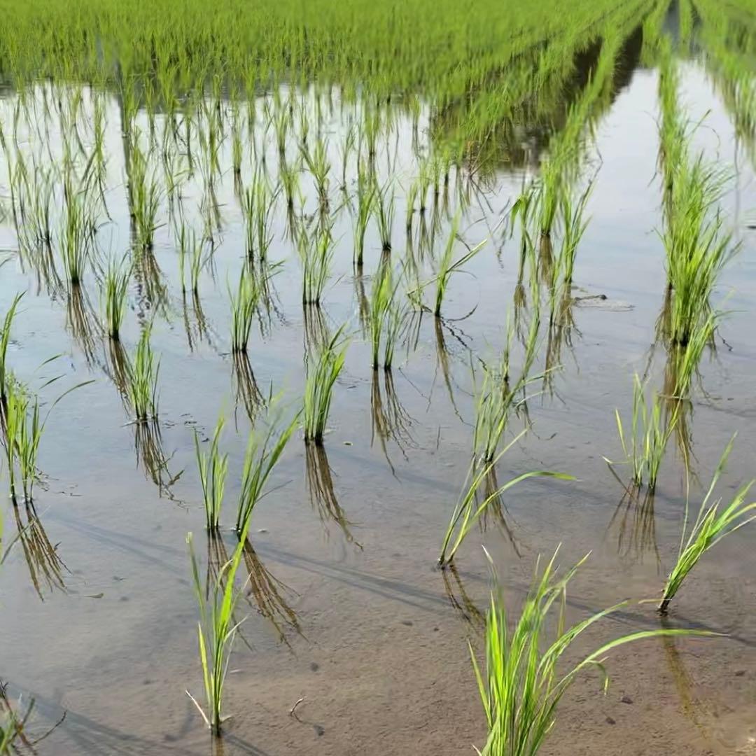 【kijimuna】　熊本県 自然栽培米 ひのひかり 玄米20kg