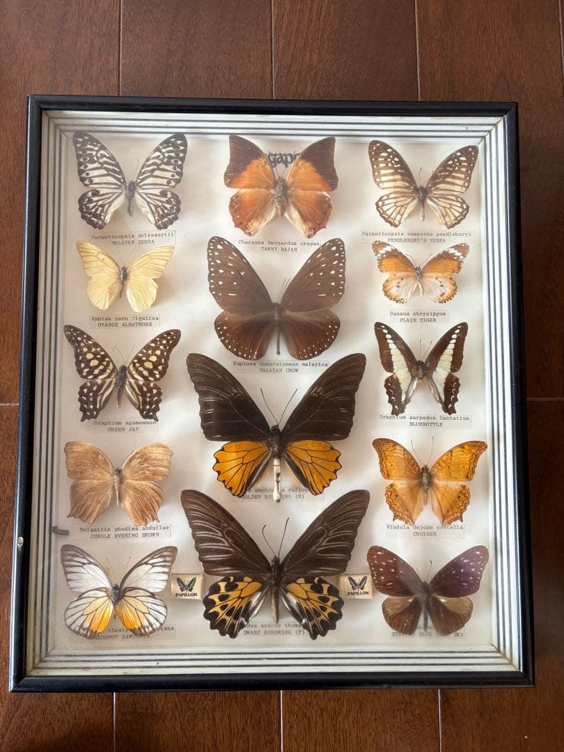 久田♡蝶の標本 12種 フレーム入り