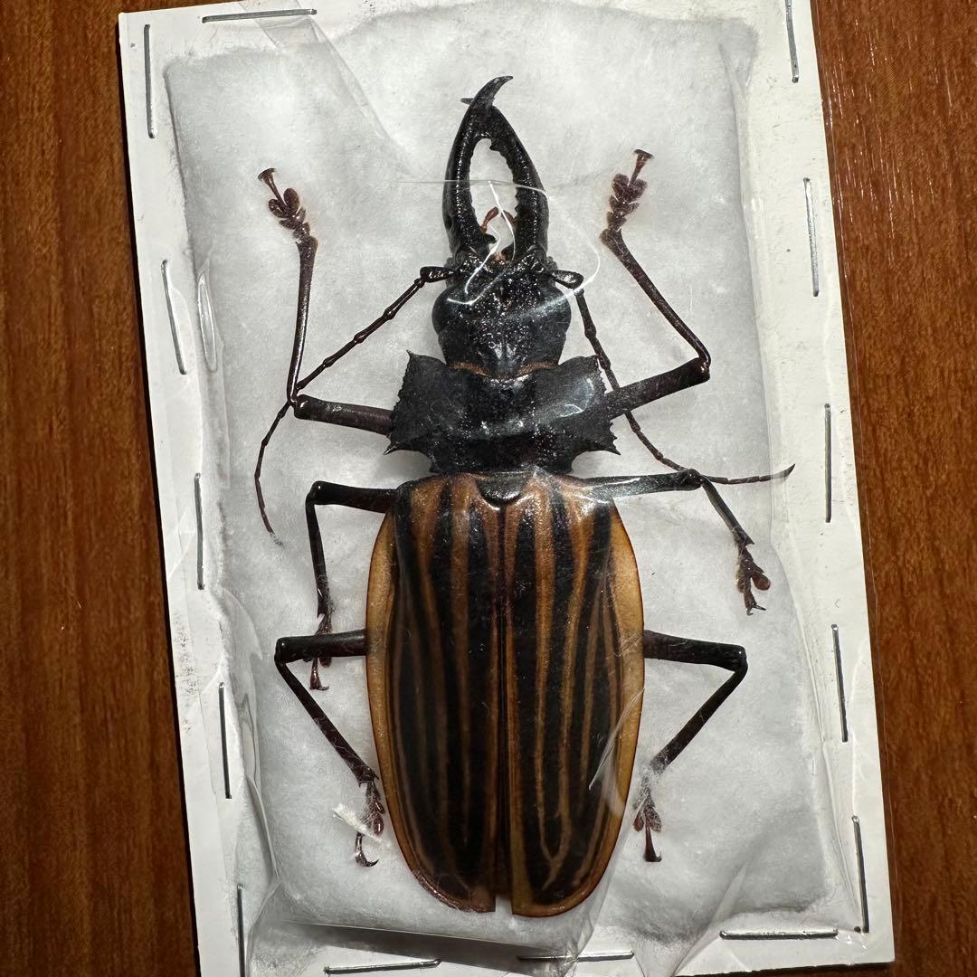 カストロオオキバウスバカミキリ　85mm