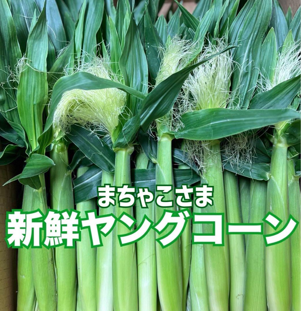 まちゃこさまヤングコーン