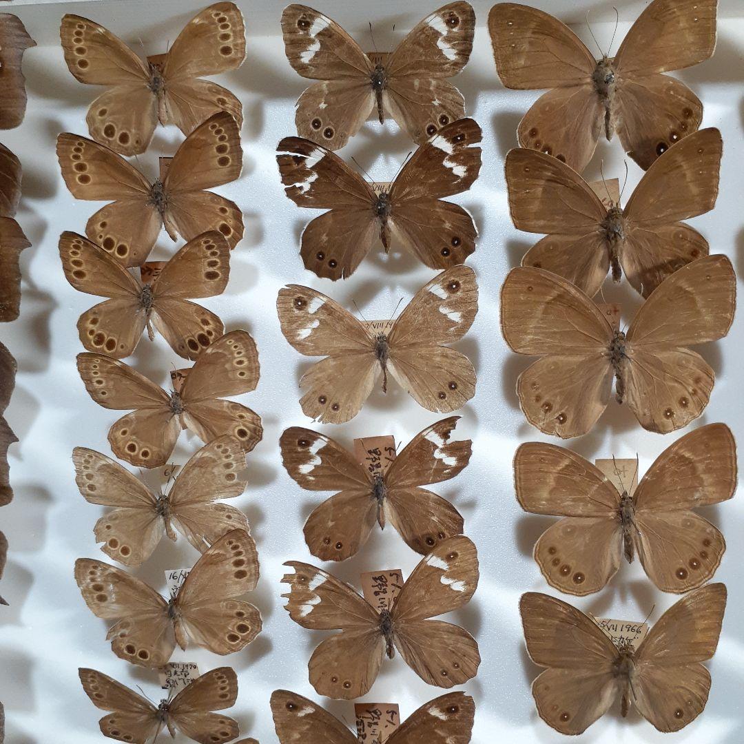 蝶標本　シロチョウ、ヒカゲチョウ類ほか20種156頭、大型ドイツ標本箱二箱入り