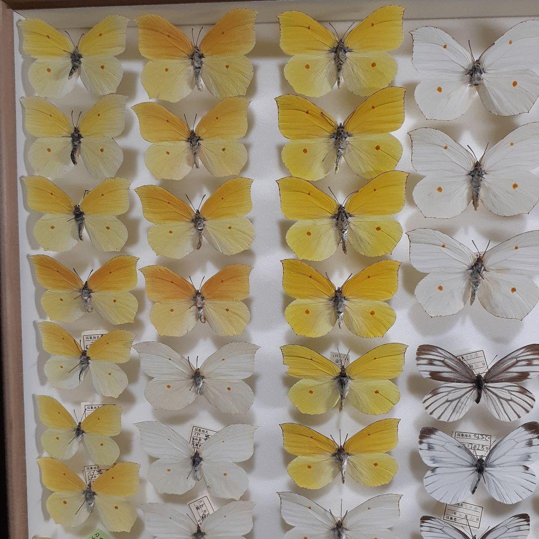 蝶標本　シロチョウ、ヒカゲチョウ類ほか20種156頭、大型ドイツ標本箱二箱入り